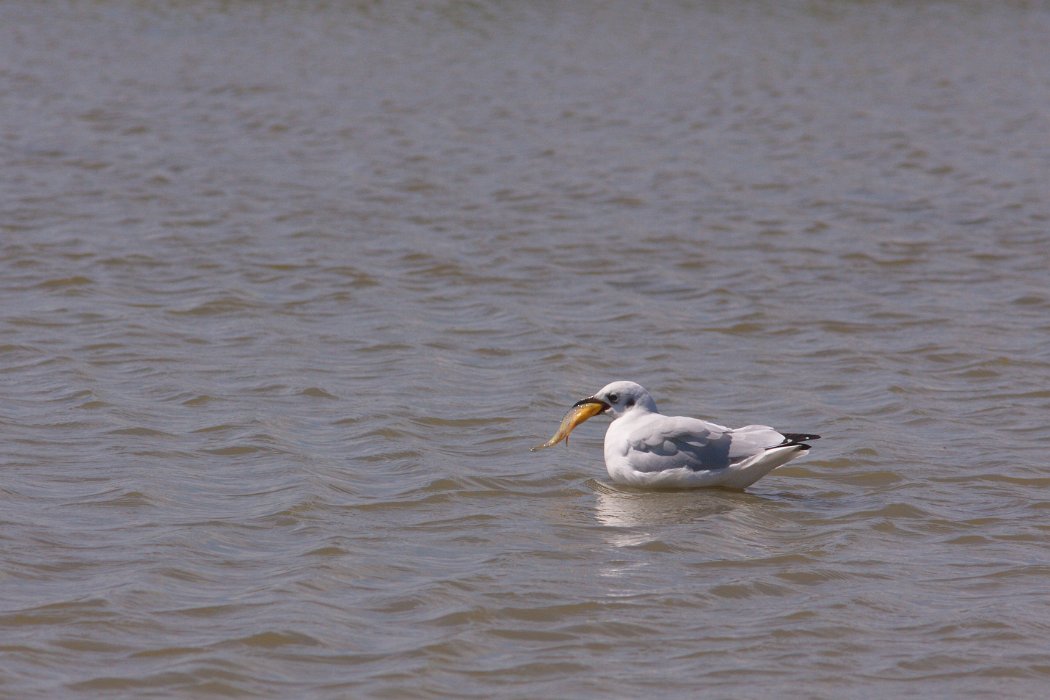 IMG_9689PS.jpg