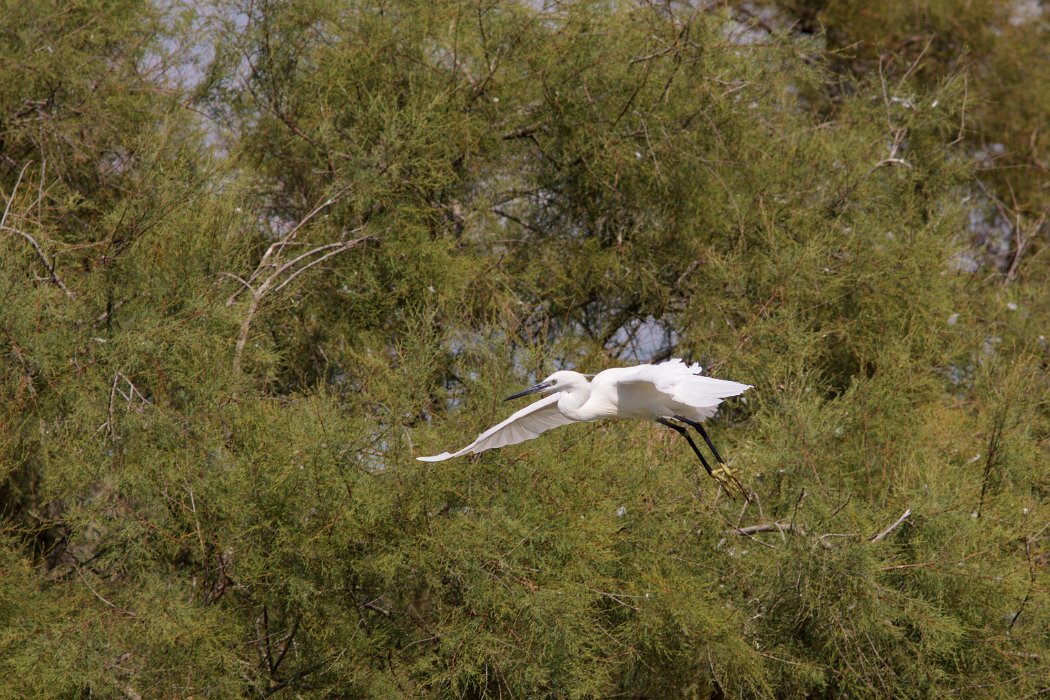 IMG_9747PS.jpg